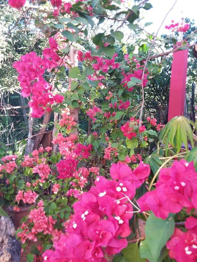 Guest house Kudehya Guesthouse Treasure Beach